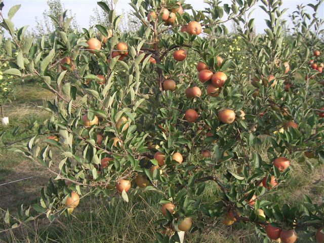 Melo - Braeburn